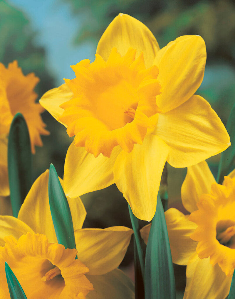 Narcis Trompet - Dutch Master - 15 stuks