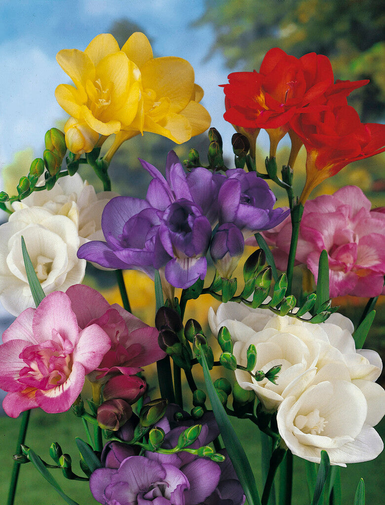 Freesia Double - Mix - 15 buc (există)