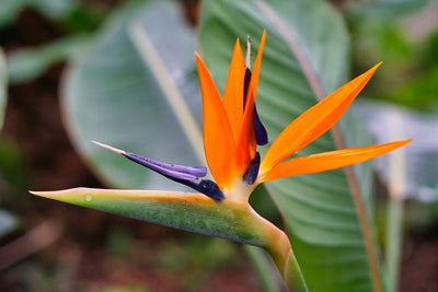 Piccolo giardino - Fiore dell'Uccello del Paradiso - 10 semi