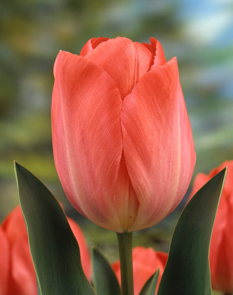 Tulp Darwin - Hans Brinker - 12/+ - 10 st