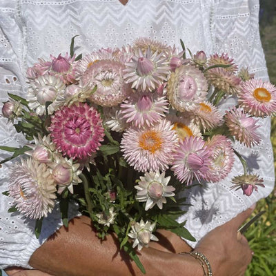 Helichrysum - Silvery Rose - 250 Seeds