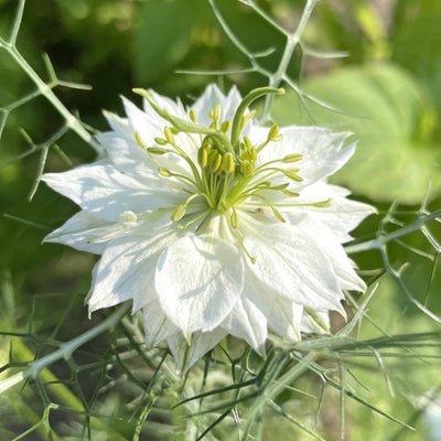 Nigella - Albion Green Pod - 180 Samen