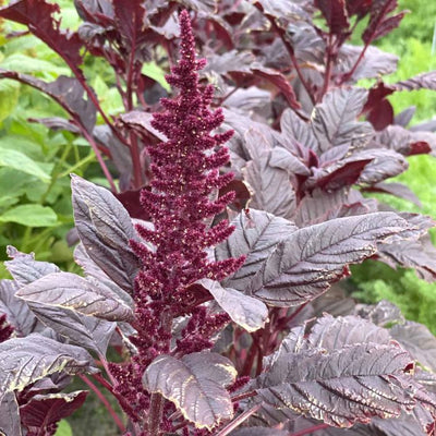 Amaranthus - Velvet Curtains - 400 graines