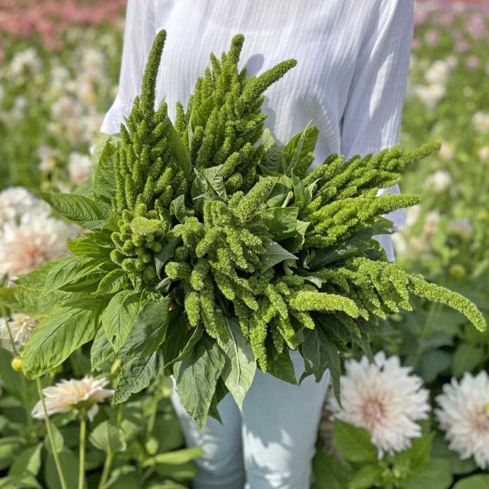 Amaranthus - Green Thumb - 300 Seeds