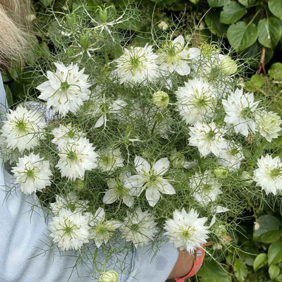 Nigella - Albion Green Pod - 180 Samen