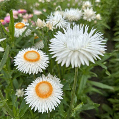 Helichrysum - Silvery White - 250 zaden