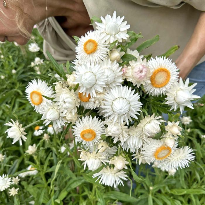 Helichrysum - Silvery White - 250 zaden