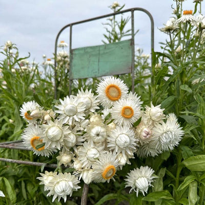 Helichrysum - Silvery White - 250 zaden