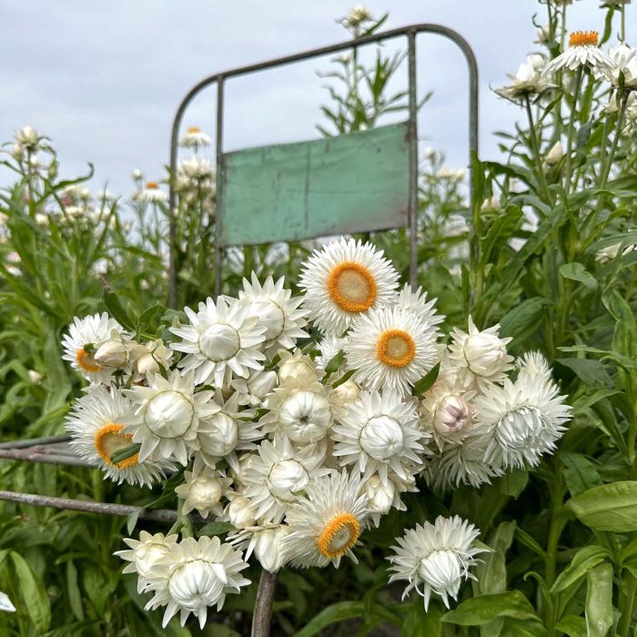 Helichrysum - Silvery White - 250 zaden