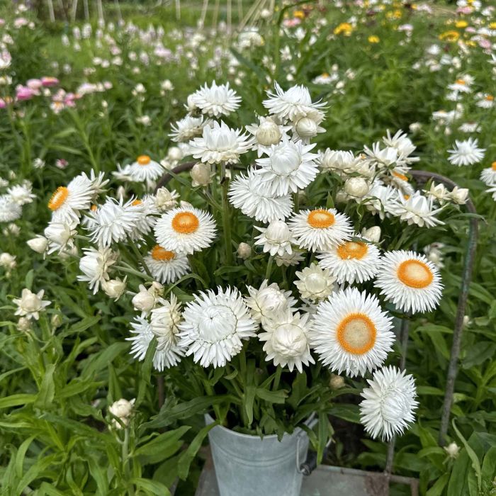 Helichrysum - Silvery White - 250 zaden