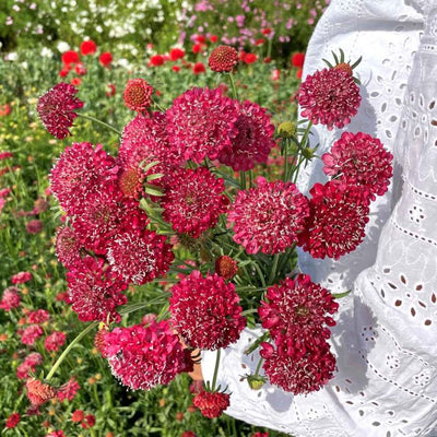 Scabiosa - Fire King - 100 zaden