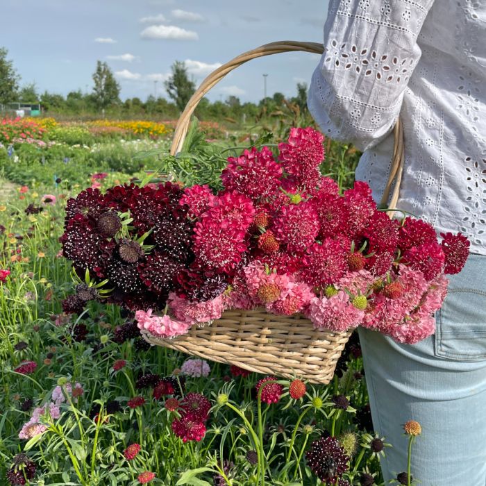 Scabiosa - Fire King - 100 zaden