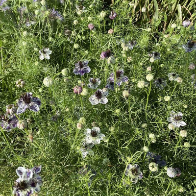 Nigella - Delft Blue - 200 Samen