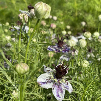 Nigella - Delft Blue - 200 Samen