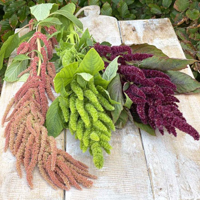 Amaranthus - Velvet Curtains - 400 graines