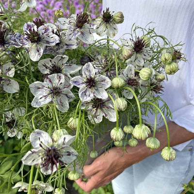 Nigella - Delft Blue - 200 Samen