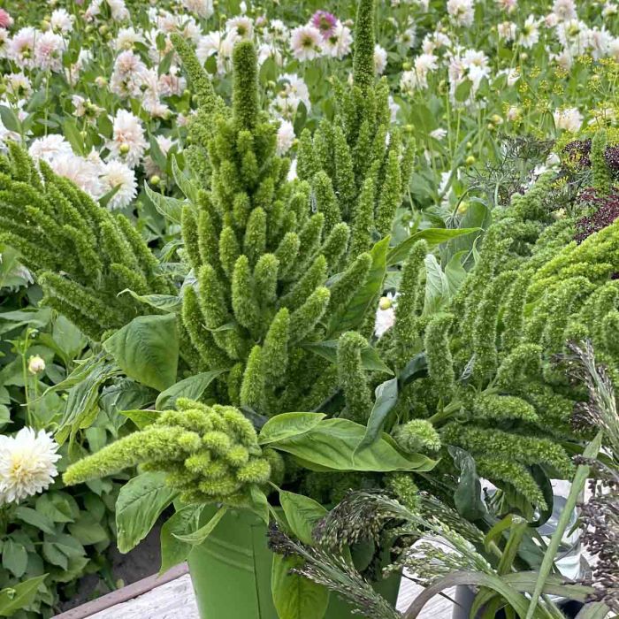 Amaranthus - Green Thumb - 300 sjemenki