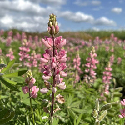 Lupinus - Avalune Pink - 50 sjemenki