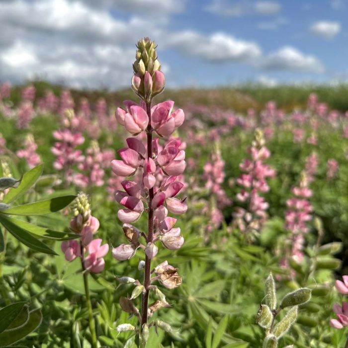 Lupinus - Avalune Pink - 50 sjemenki