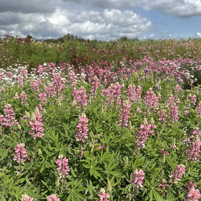 Lupinus - Avalune Pink - 50 sjemenki