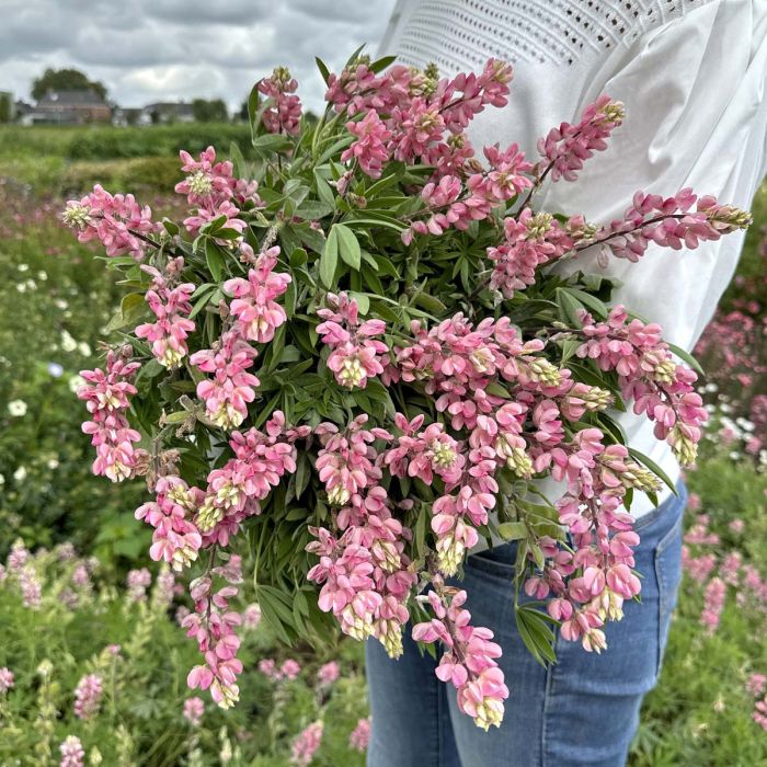 Lupinus - Avalune Pink - 50 sjemenki