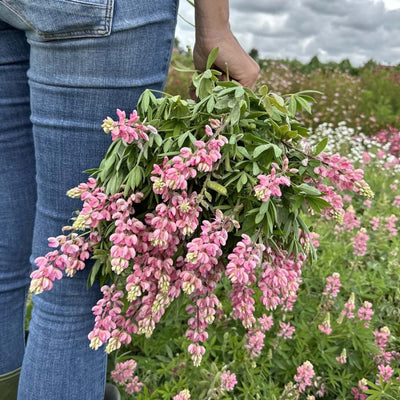 Lupinus - Avalune Pink - 50 sjemenki