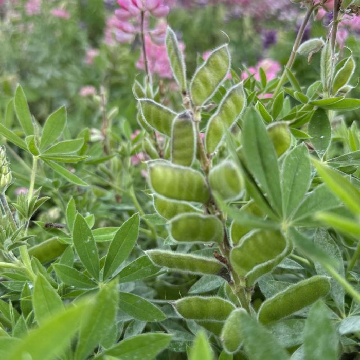 Lupinus - Avalune rosa - 50 semi