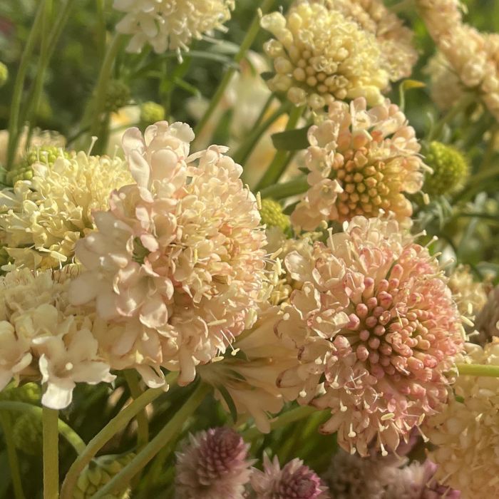 Scabiosa - Fata Morgana - 100 semi