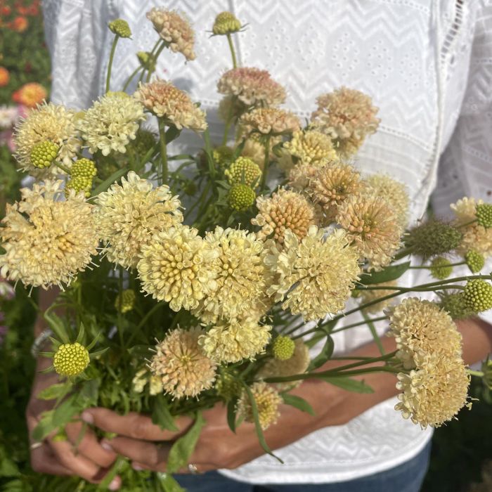 Scabiosa - Fata Morgana - 100 semi