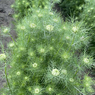 Nigella - Albion Green Pod - 180 Samen