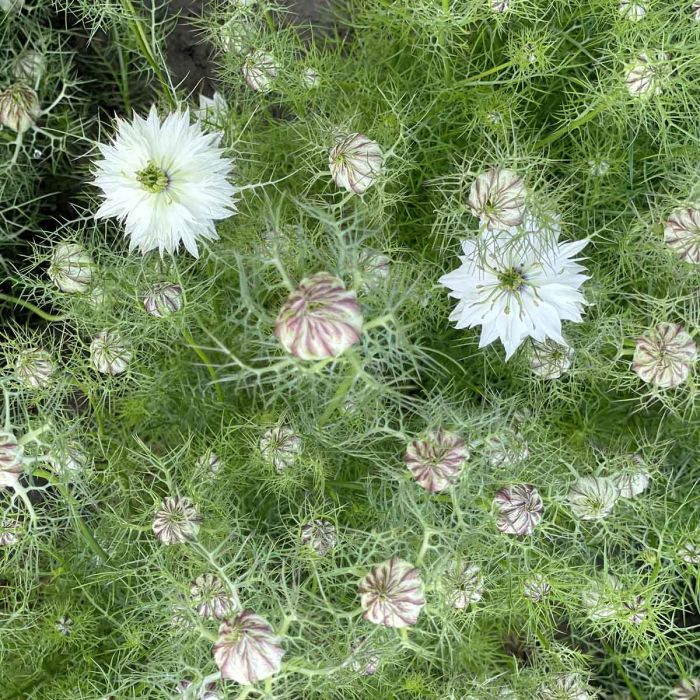 Nigella - Albion Green Pod - 180 Samen