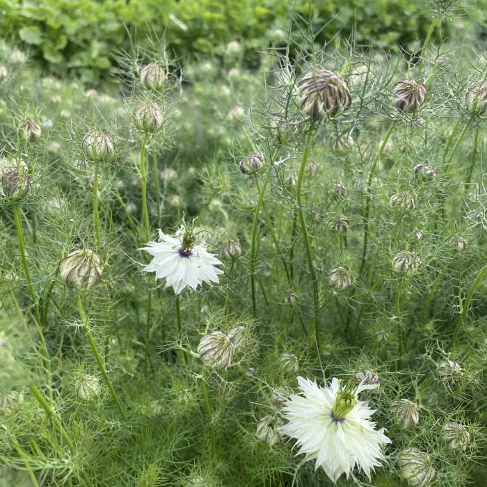 Nigella - Albion Green Pod - 180 Samen