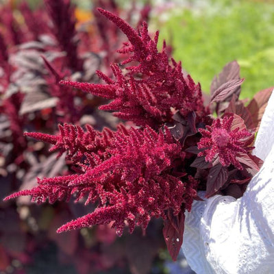 Amaranthus - Cortinas De Terciopelo - 400 Semillas