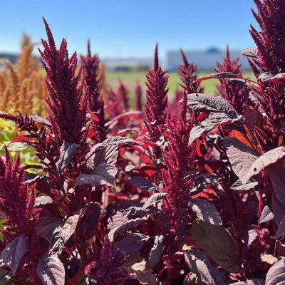 Amaranthus - Cortinas De Terciopelo - 400 Semillas