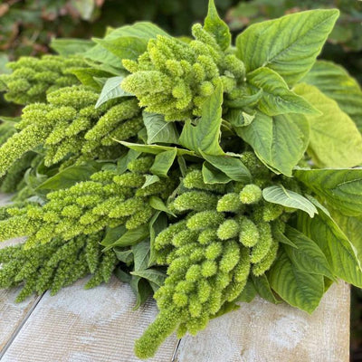 Amaranthus - Green Thumb - 300 Zaden