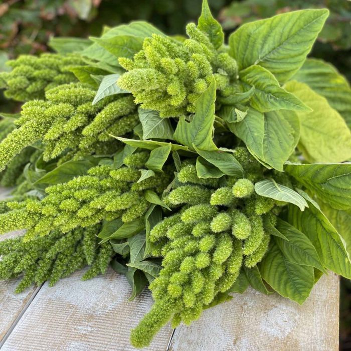 Amaranthus - Green Thumb - 300 de semințe