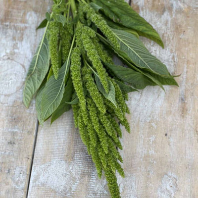 Amaranthus - Green Thumb - 300 Zaden