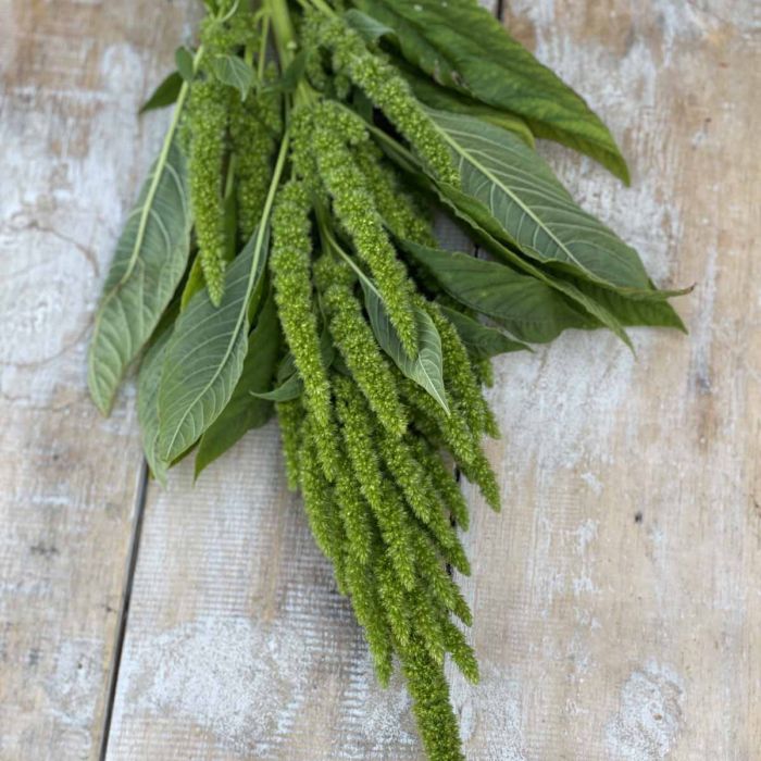 Amaranthus - Green Thumb - 300 Seeds