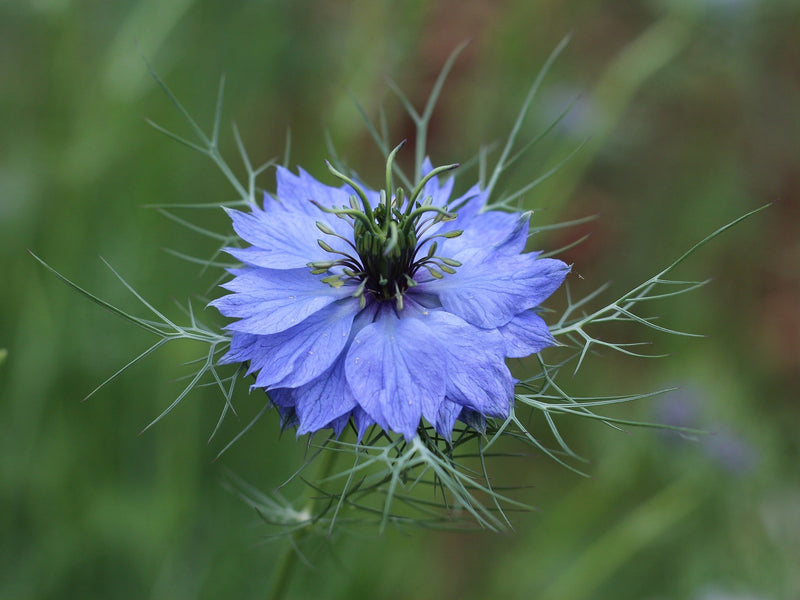 Love-In-The-Mist - Miss Jekyll - 1,5g