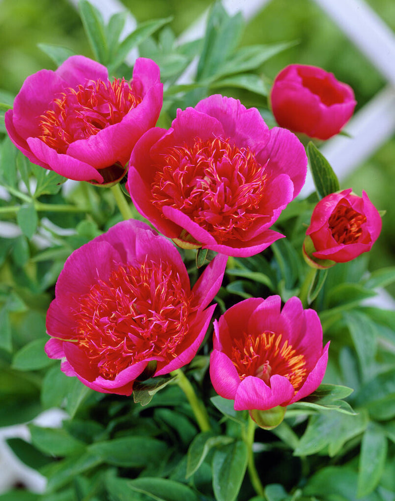 Peonia - Anemoniflora - 3/5 occhi