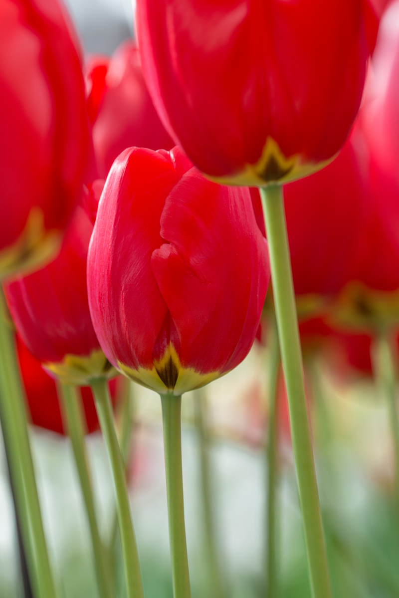 Tulp Darwin - Parade - 12/+ - 10 stuks