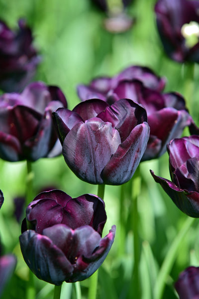 Tulipano Singolo Late - Regina della Notte - 12/+ - 7 pz