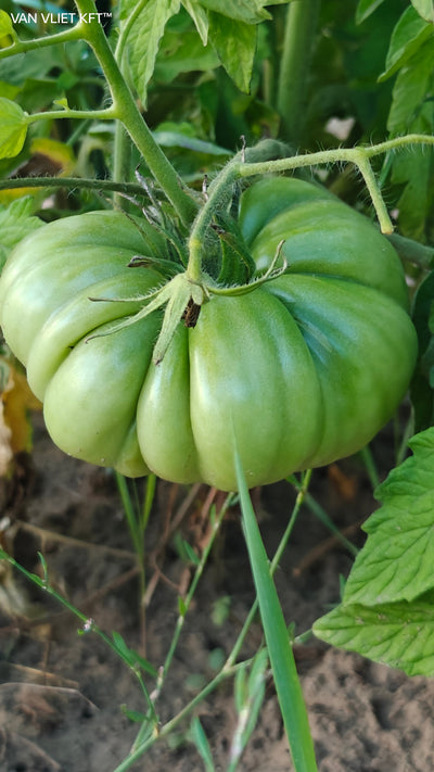 Tomate XL - Brutus - 0,2 g