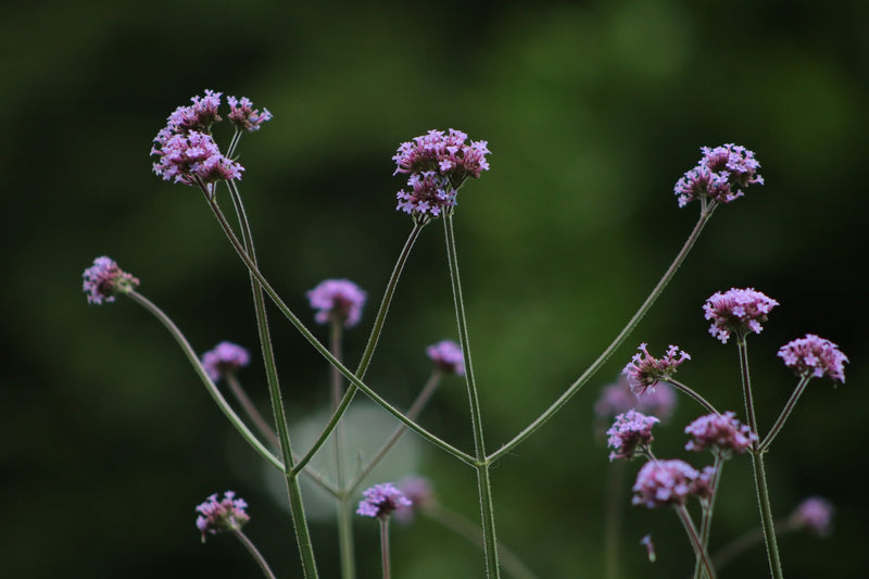 Verbena de hojas moradas - 0,4 g