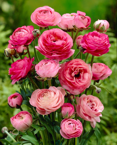 Ranunculus - Picotee Rose - 10 kom