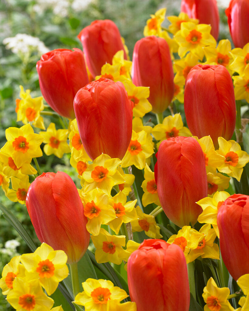 Tulp/Narcis - Willem Tell - 12/14 - 20 pcs