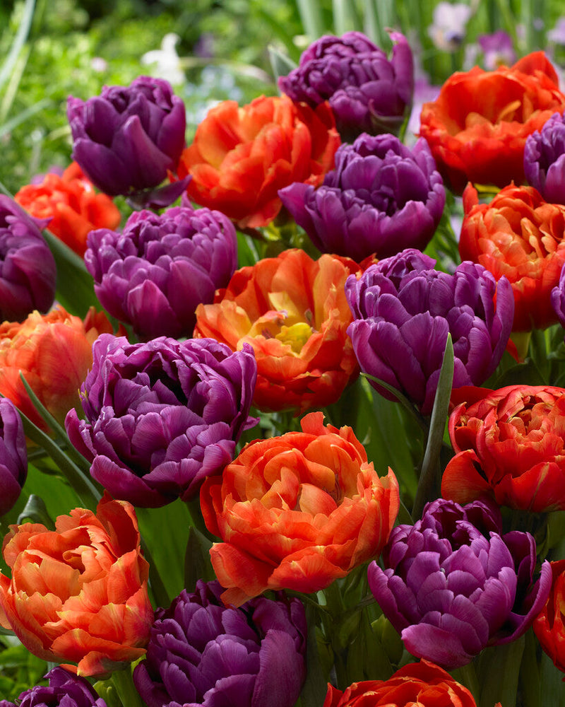 Tulp - Bravoure - 12/+ - 10 stuks