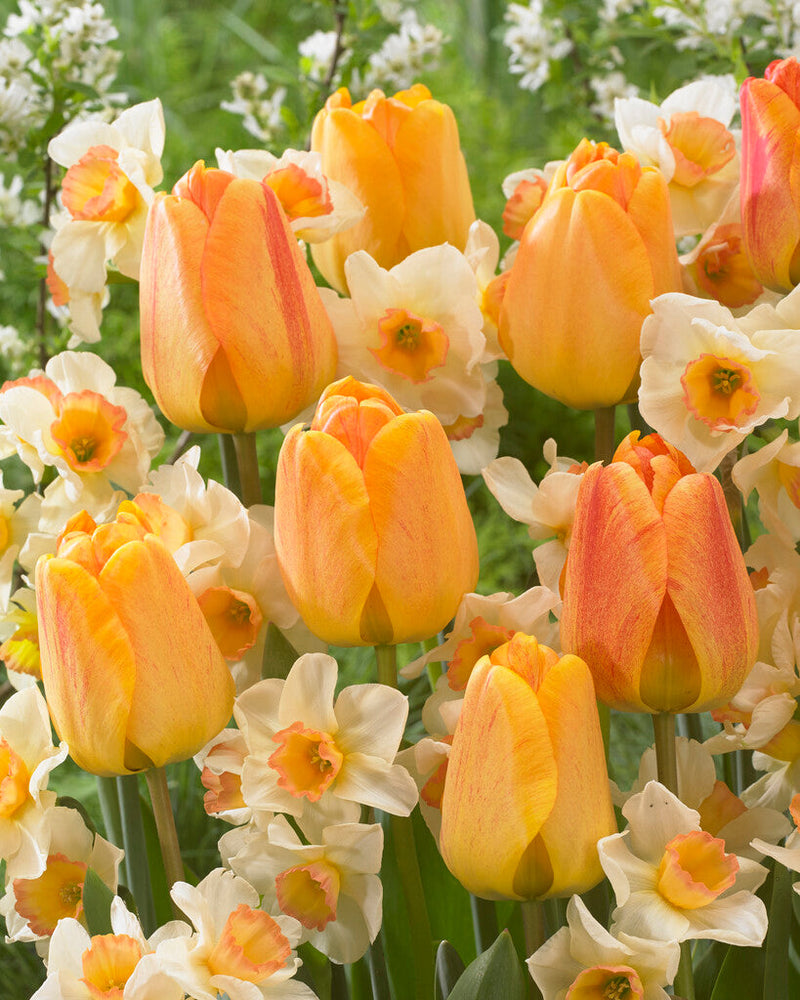 Tulipe/Narcis - Clair de Lune - 20 pcs