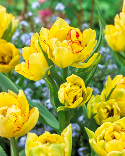 Tulipan Multiflora - Aquilla - 7 kom