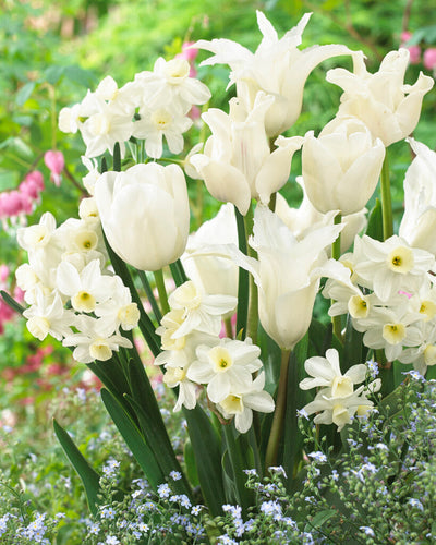 Tulip / Narcis Mix - White Valley - 12/14 - 20 pcs